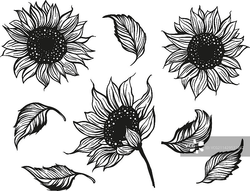 美丽的向日葵轮廓花朵与叶子图片素材