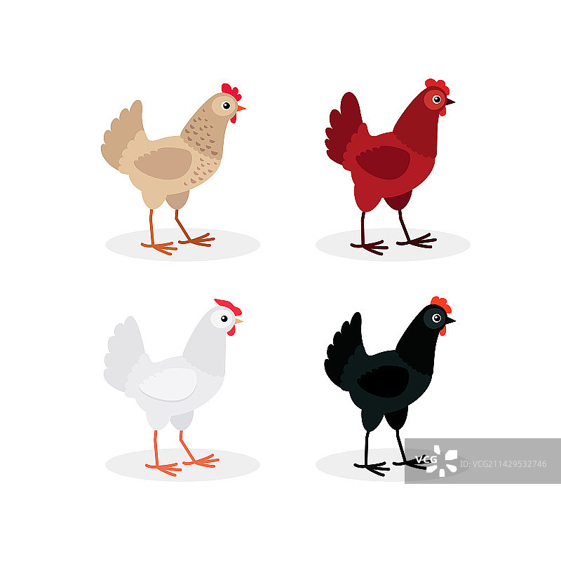彩色母鸡组合，与白色背景隔离图片素材