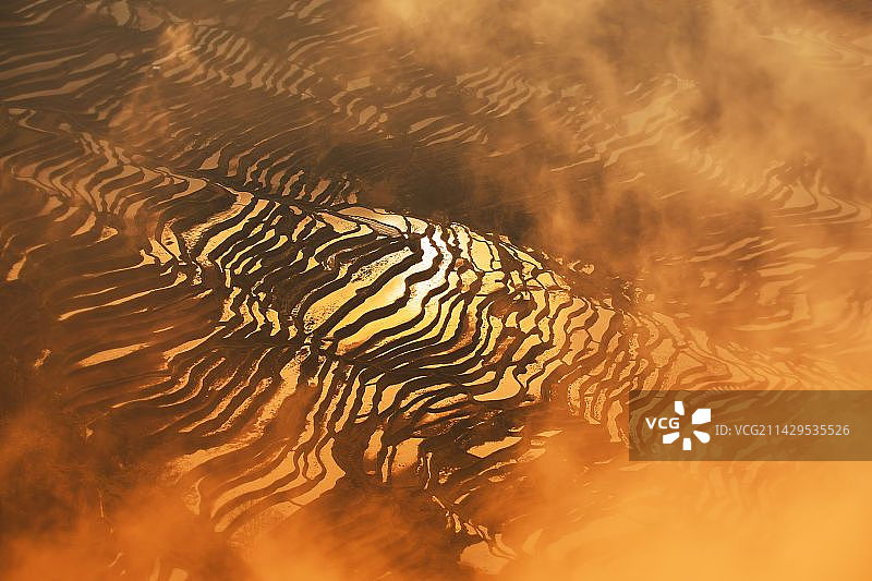 金色梯田图片素材