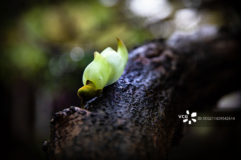 禾雀花图片素材