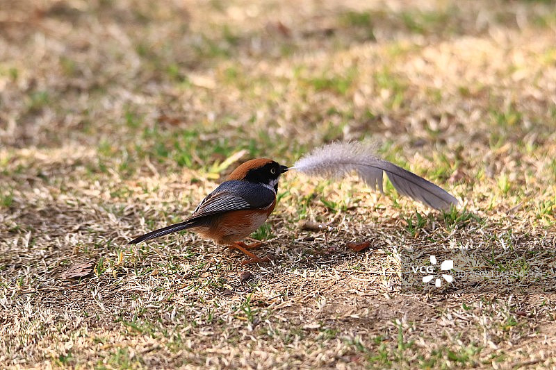 耍个鸡毛当大刀图片素材