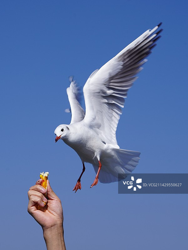 海鸥图片素材