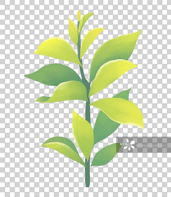 春天节气插画茶园茶叶元素图片素材