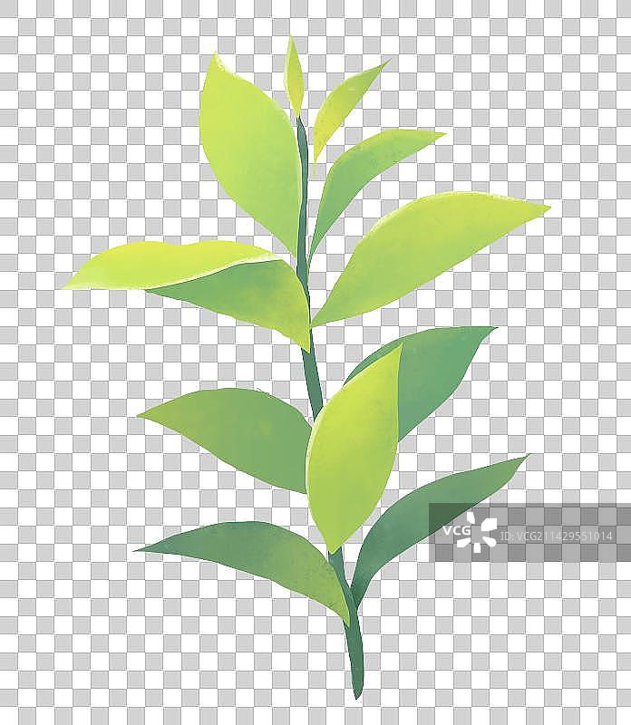 春天节气插画茶园茶叶元素图片素材
