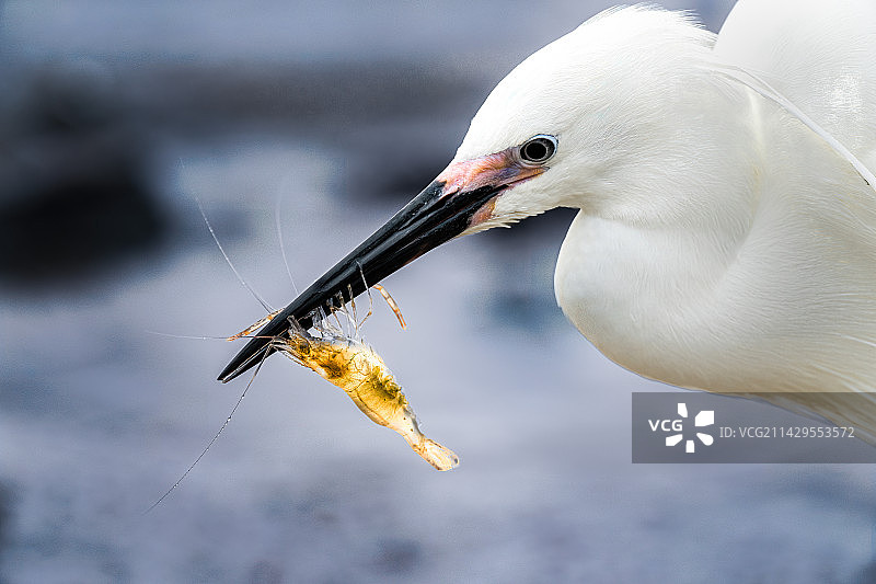 白鹭捕虾图片素材