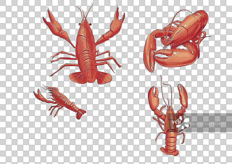 小龙虾图片素材