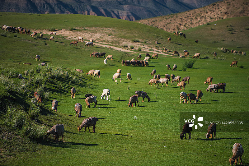 新疆农场畜牧业图片素材