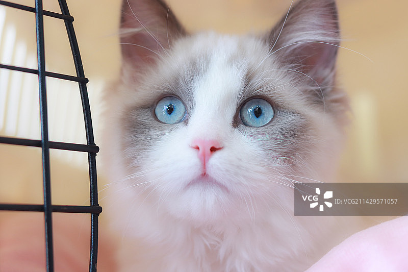 航空箱里的布偶猫图片素材