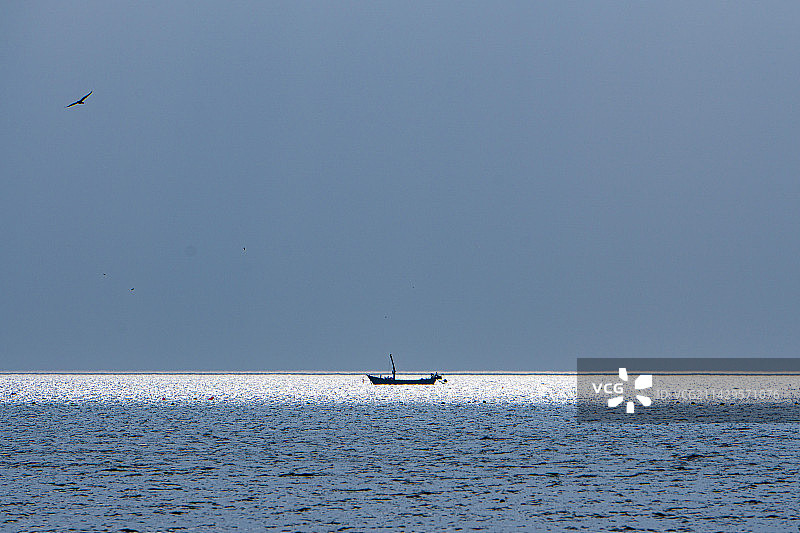 海面上的海鸥图片素材