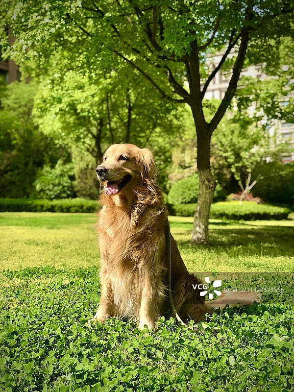 一只金毛的春夏秋冬图片素材