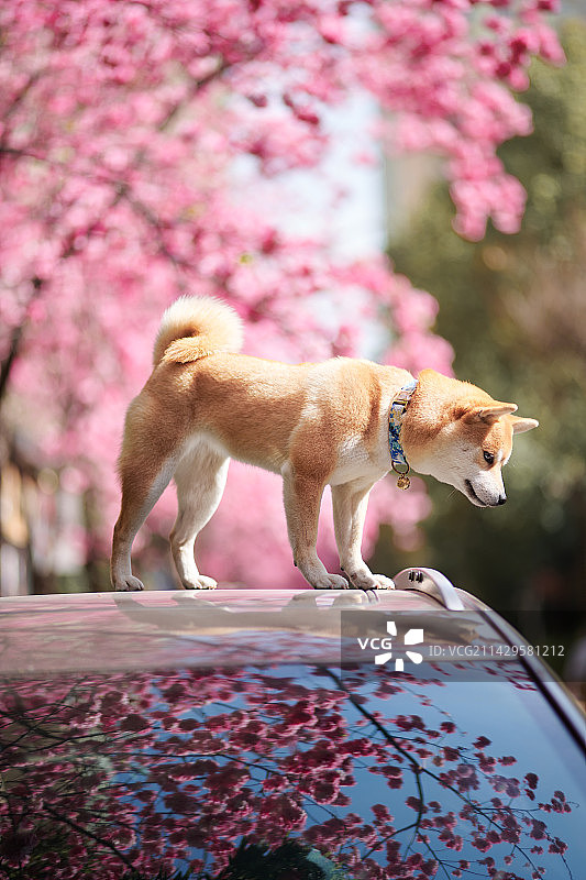 柴柴的春天图片素材