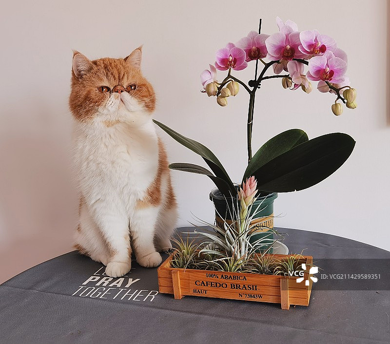 爱花的小猫咪图片素材