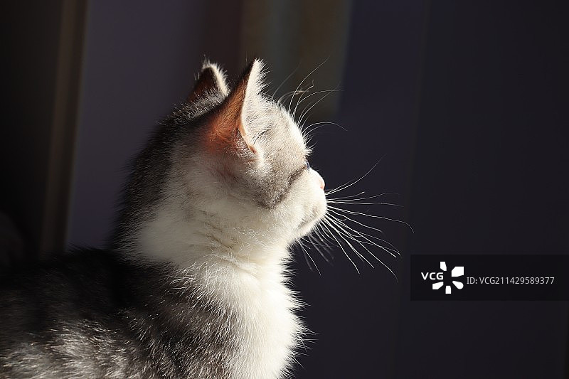 可爱猫图片素材