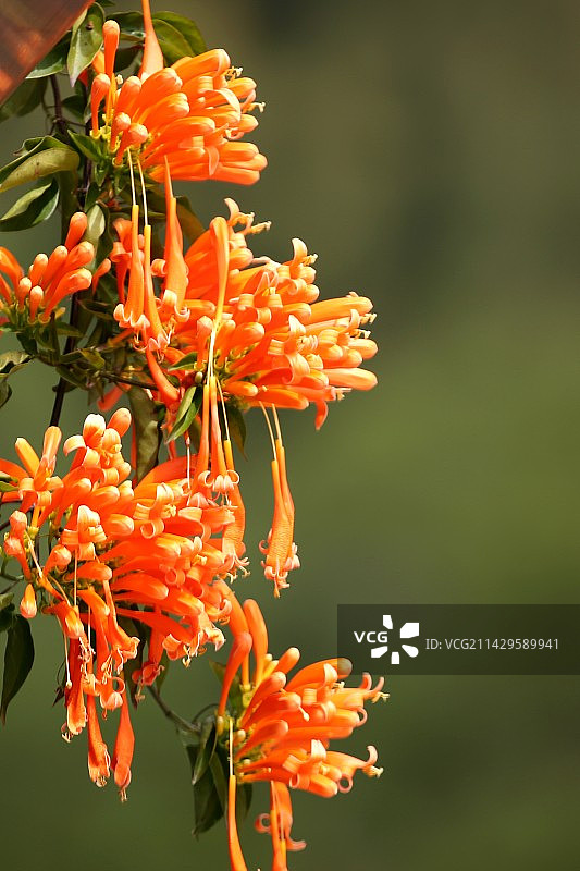 炮仗花图片素材