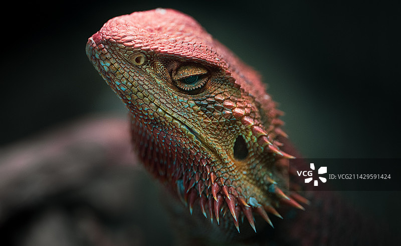 《宠物》图片素材