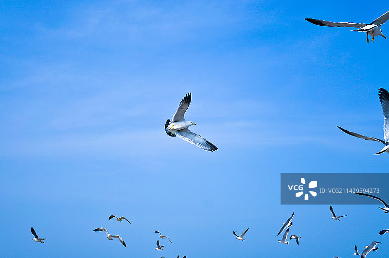 海边沙滩海鸥飞翔图片素材