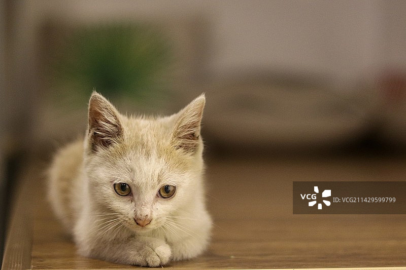 小猫的特写肖像图片素材