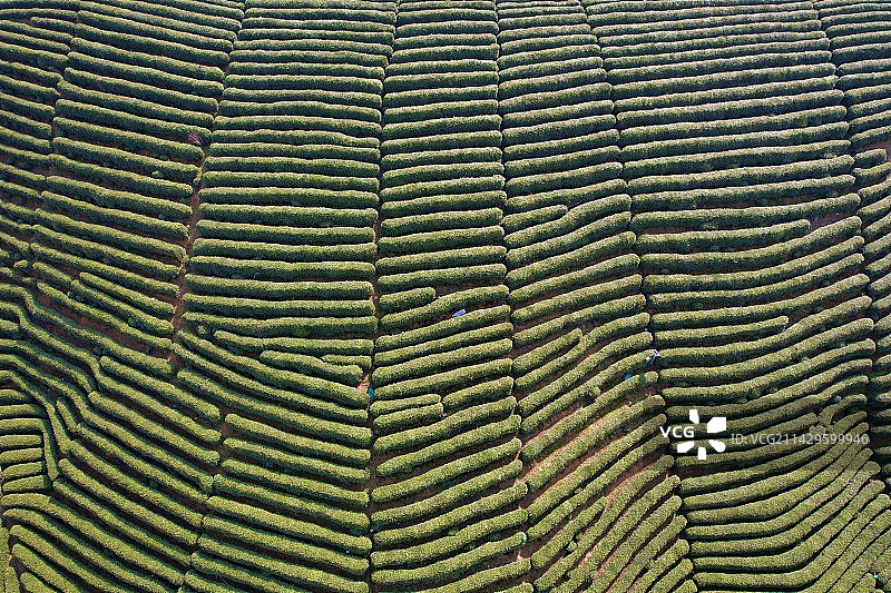 杭州的龙井茶山图片素材