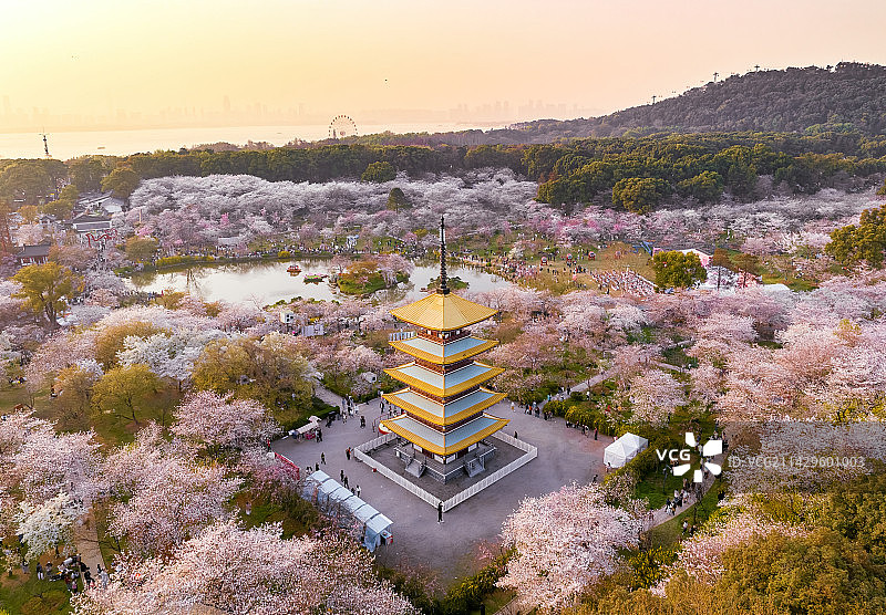 东湖樱花图片素材