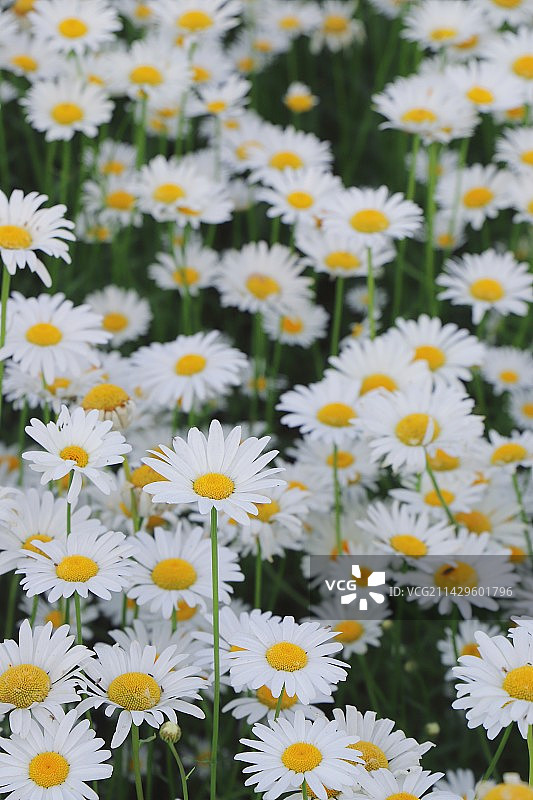 白色雏菊的特写镜头图片素材