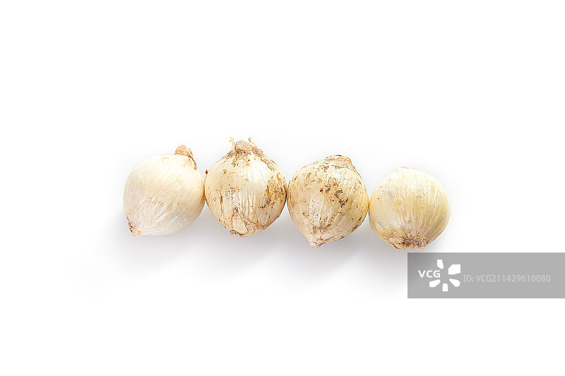 白底上的藠头籽图片素材