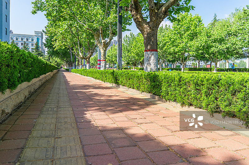 中国城市道路步行道路拍摄主题，延伸的砖地散步道和两侧绿色的大树和花坛的绿色植物，户外白昼无人图像摄影图片素材