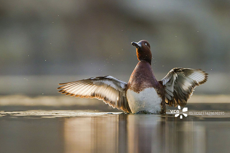 白眼潜鸭 White-eyed Pochard图片素材