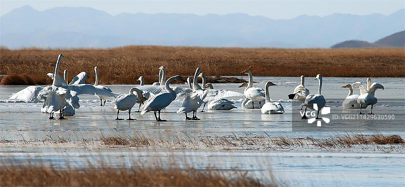大天鹅做早操图片素材
