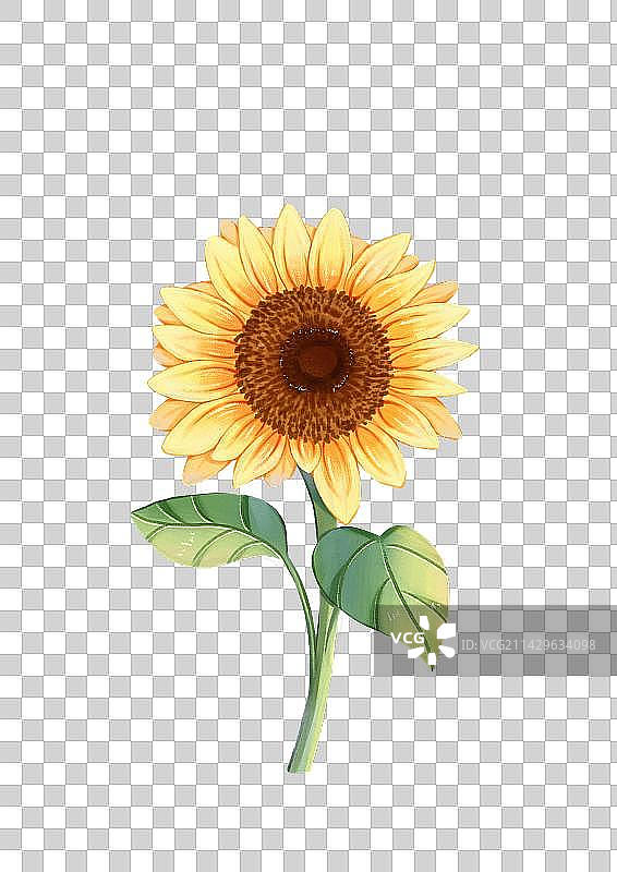 免抠插画黄色向日葵元素图片素材
