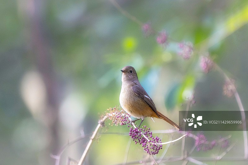 冬日里的北红尾鸲图片素材