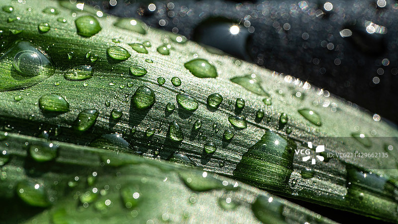 水珠特写露水植物叶片图片素材