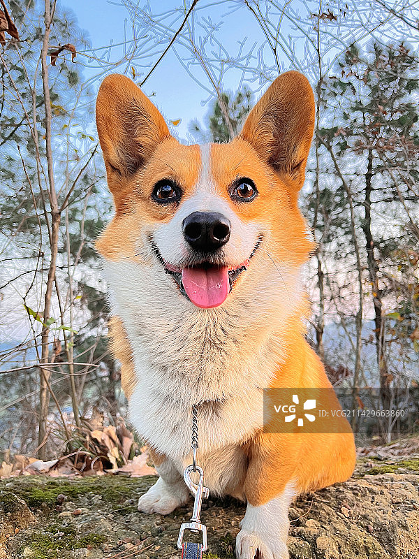 春日的狗画像图片素材