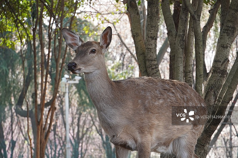 鹿（南京 长生鹿苑）图片素材