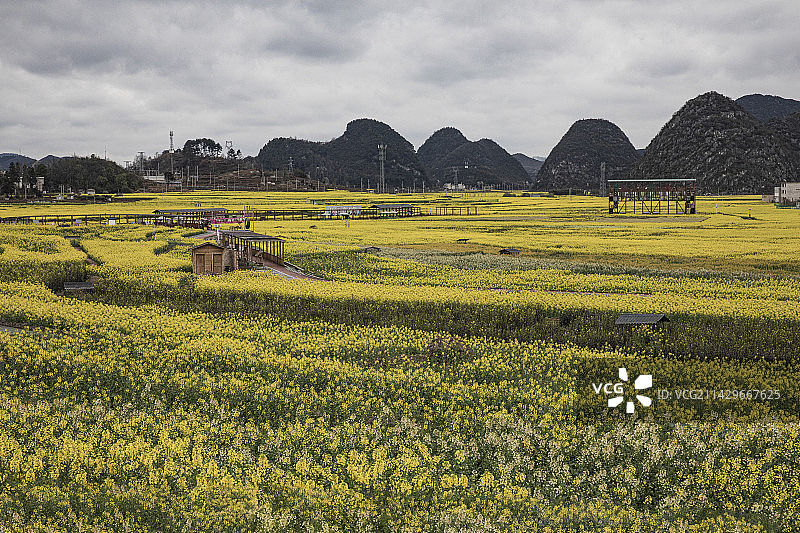中国贵州安顺平坝区白云镇平元村吴禹稻花乡里七彩花田图片素材