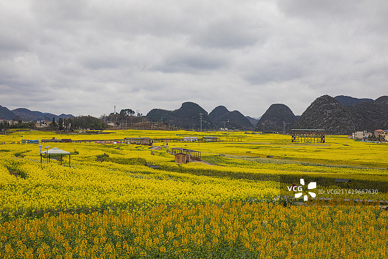 中国贵州安顺平坝区白云镇平元村吴禹稻花乡里七彩花田图片素材