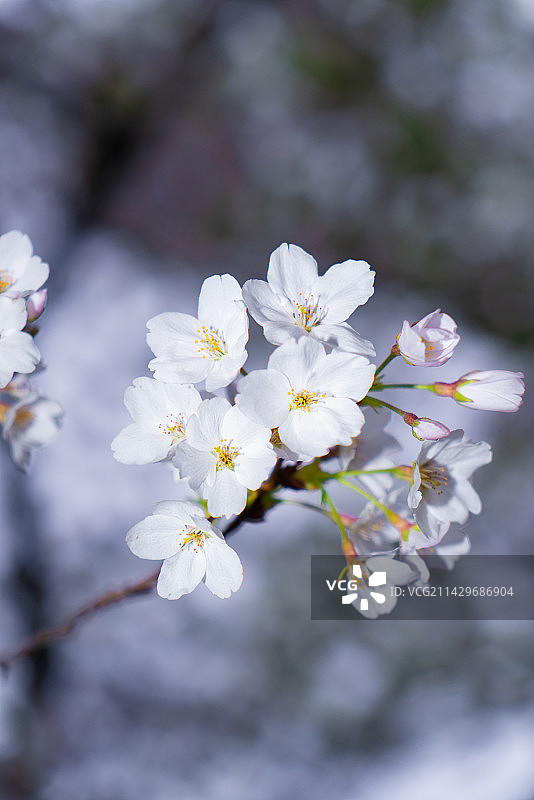 白色樱花特写镜头图片素材