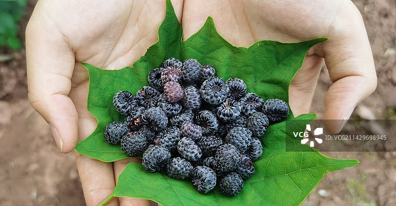 手捧植物-野莓子图片素材