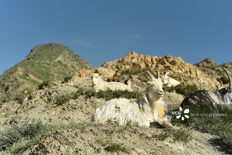 甘南，有信仰的土地图片素材