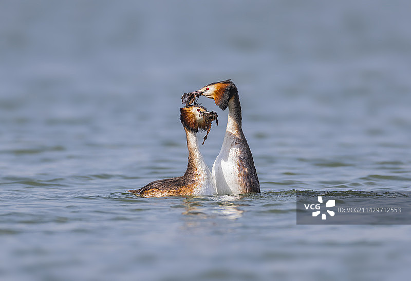 凤头鸊鷉求爱图片素材