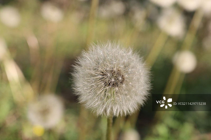 蒲公英的约定图片素材