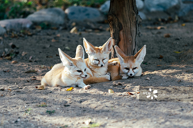 北京野生动物园图片素材