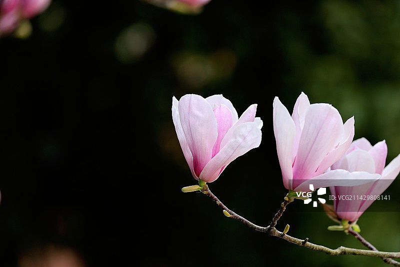 紫玉兰、木兰、辛夷图片素材