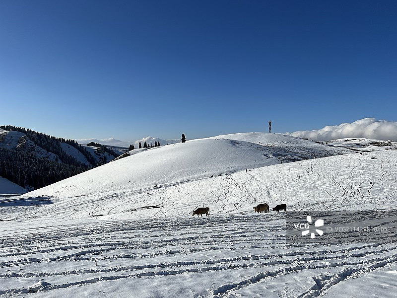 新疆，江布拉克图片素材