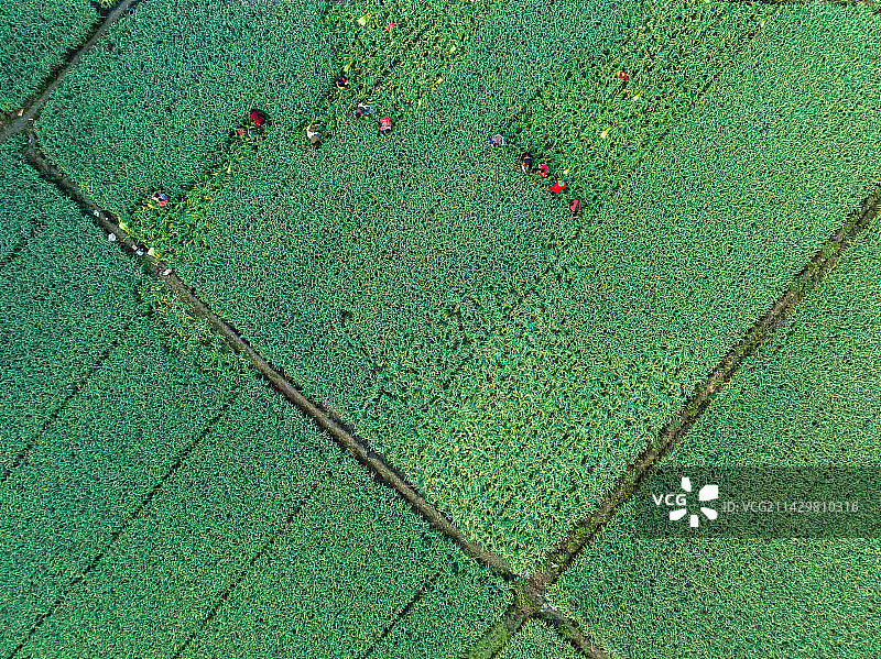 收获蒜苔的时候图片素材