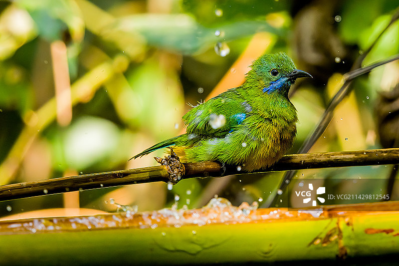 qiwei- (246)图片素材