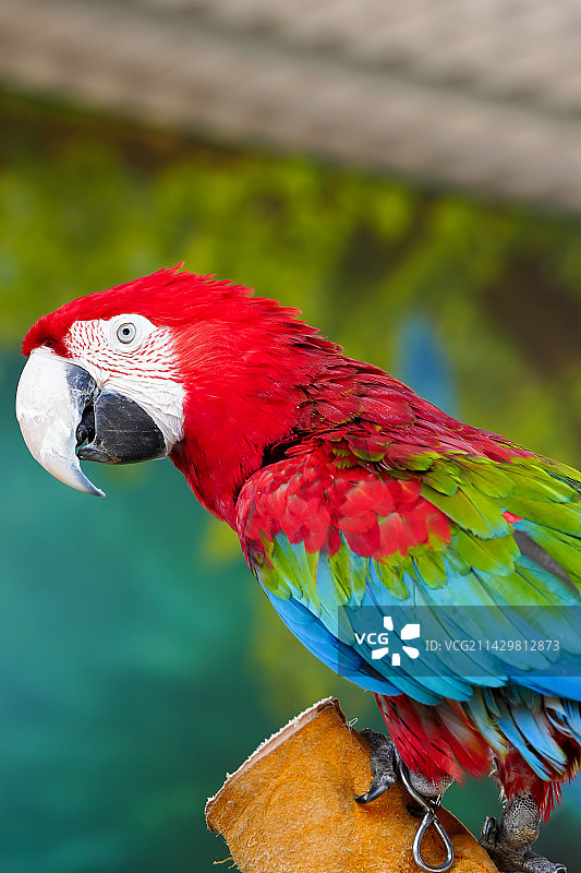 金刚鹦鹉图片素材