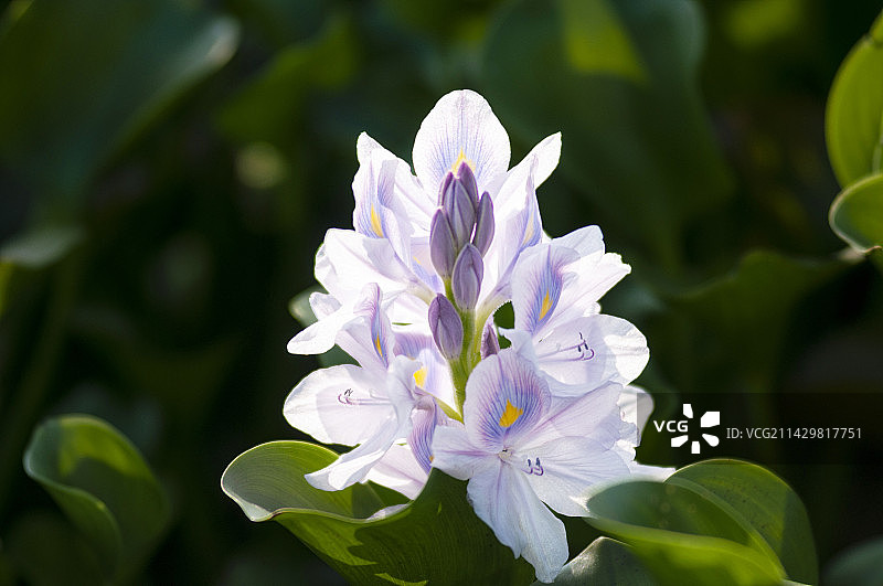 凤眼莲的花朵图片素材