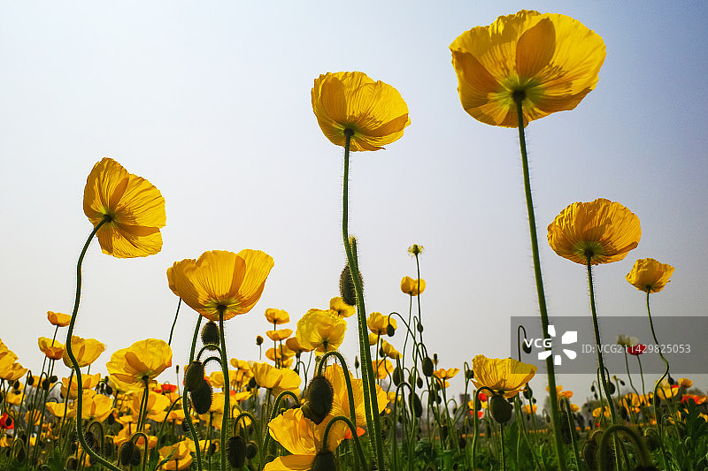 冰岛虞美人图片素材