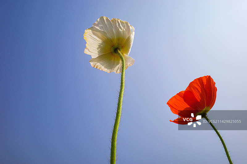 冰岛虞美人图片素材