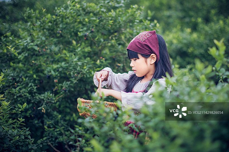 摘蓝莓的小女孩图片素材